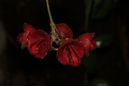 Aeschynanthus tricolor, photograph 5