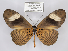 Acraea epiprotea