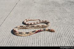 Pituophis deppei jani