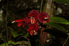 Aeschynanthus tricolor, photograph (c) Ryan van Huyssteen, some rights reserved (CC BY)