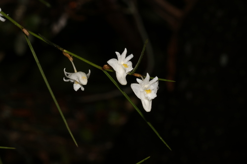 Dendrobium setifolium, photograph 1