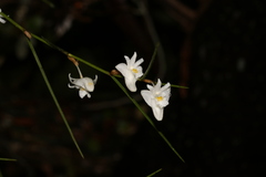 Dendrobium setifolium, photograph (c) Ryan van Huyssteen, some rights reserved (CC BY)