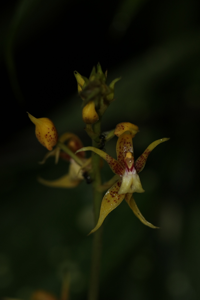 Plocoglottis plicata