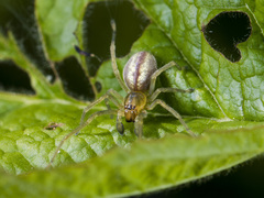 Cheiracanthium erraticum