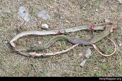 Masticophis schotti ruthveni