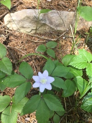 Anemonoides trifolia