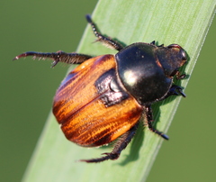 Anisoplia austriaca