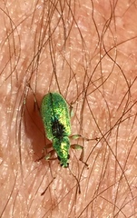 Phyllobius argentatus