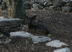 Odocoileus virginianus texanus