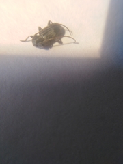 Exocentrus lusitanus