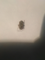 Exocentrus lusitanus