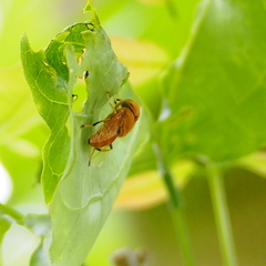 Eristalinus flavus