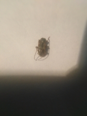 Exocentrus lusitanus