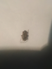 Exocentrus lusitanus