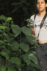 Bauhinia chapulhuacania