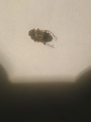 Exocentrus lusitanus