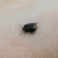 Legnotus limbosus