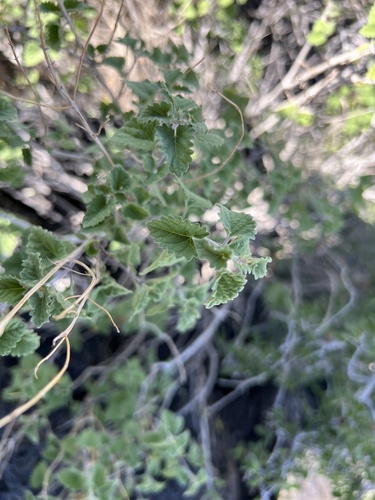 Image of Salvia pinguifolia by (c) Jackson Irvin, some rights reserved (CC BY)