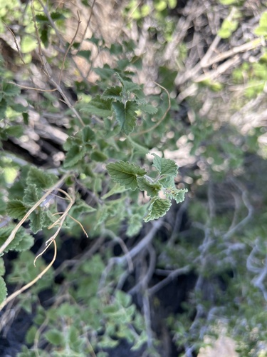 Image of Salvia pinguifolia by (c) Jackson Irvin, some rights reserved (CC BY)