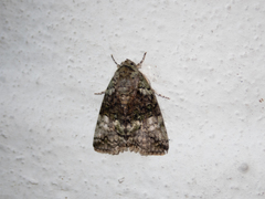 Blenina quinaria