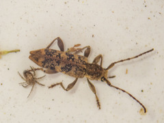 Pempsamacra dispersa