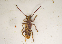 Pempsamacra dispersa