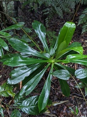 Tovomita weddelliana (Tovomita weddelliana)
