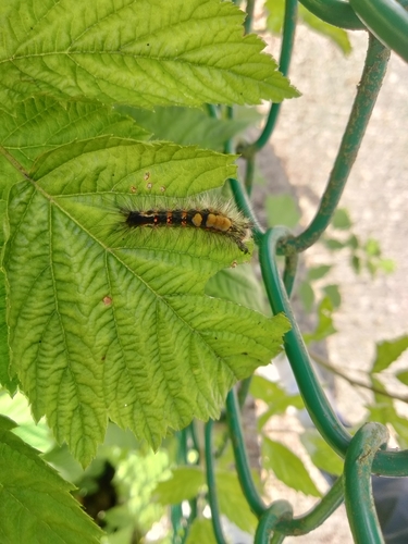 Rusty Tussock Moth photo 6