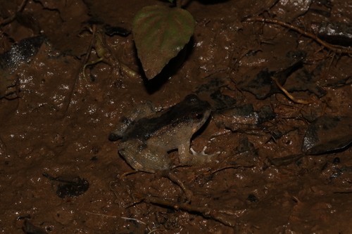 Seep Frog, Occidozyga baluensis