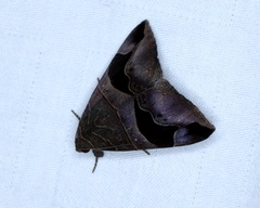 Bastilla joviana