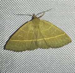 Trisateles emortualis