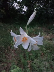 Lilium candidum