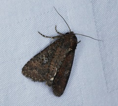 Condica illecta