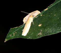 Danielithosia immaculata