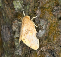 Euproctis quadrangularis