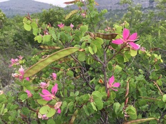 Bauhinia lunarioides