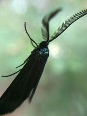 Theresimima ampellophaga