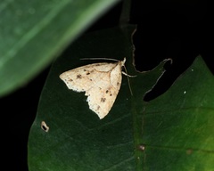 Olulis puncticinctalis