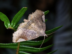 Pangrapta obscurata