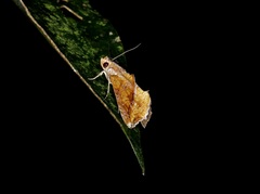Plusiodonta coelonota