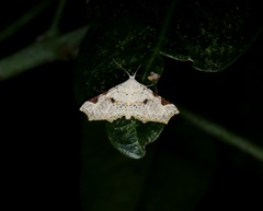 Prolophota trigonifera