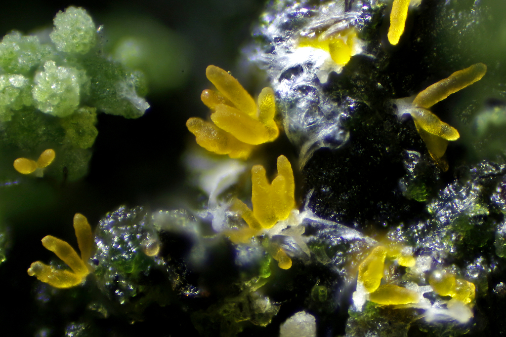 Microcera