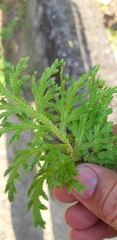 Selaginella repanda