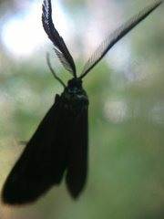 Theresimima ampellophaga