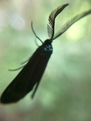 Theresimima ampellophaga