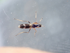 Tachydromia aemula