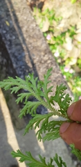 Selaginella repanda