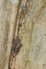 Gorochovitettix kannackiensis