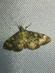 Anania coronata