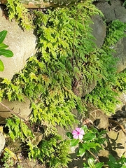 Selaginella repanda